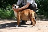 GESTATION - AMSTAFF 001